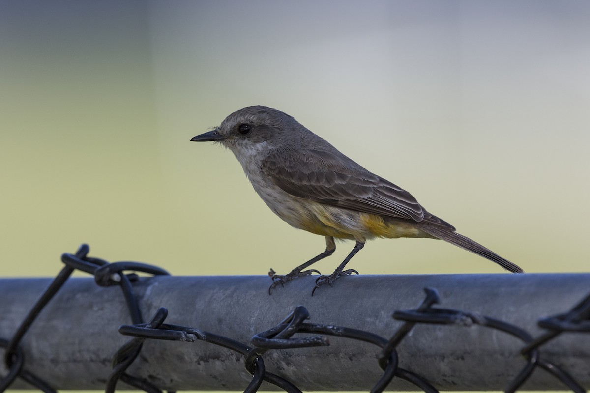 Vermilion Flycatcher - Anthony Gliozzo