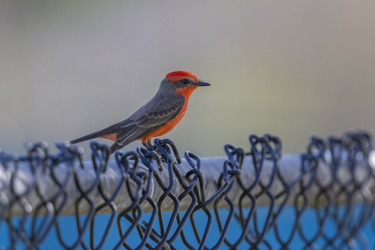 Vermilion Flycatcher - ML514765481