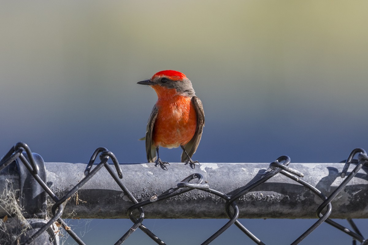 Vermilion Flycatcher - ML514765501