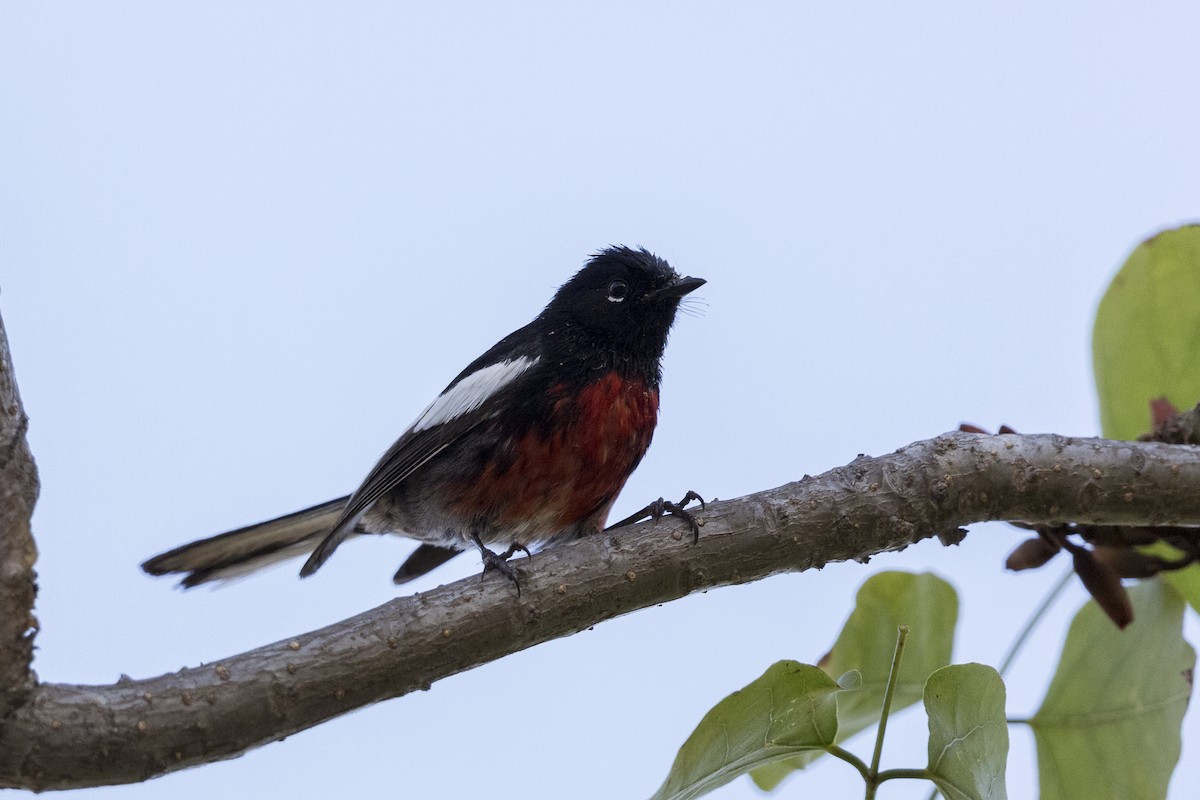 Painted Redstart - Anthony Gliozzo