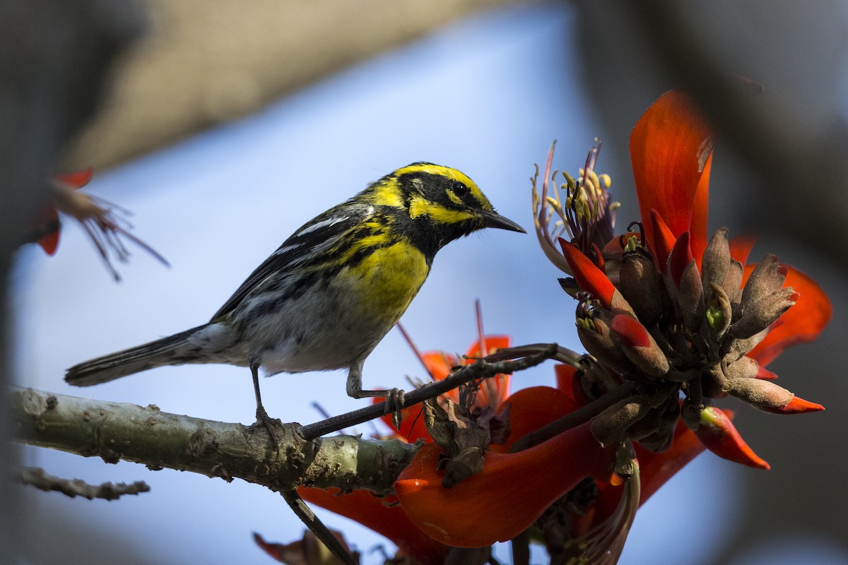 Townsend's Warbler - ML514765801