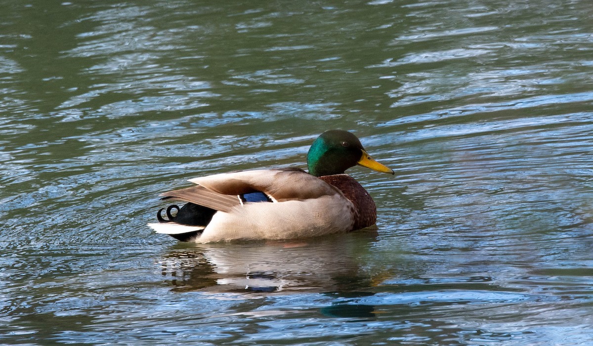 Mallard - Susan Lanier