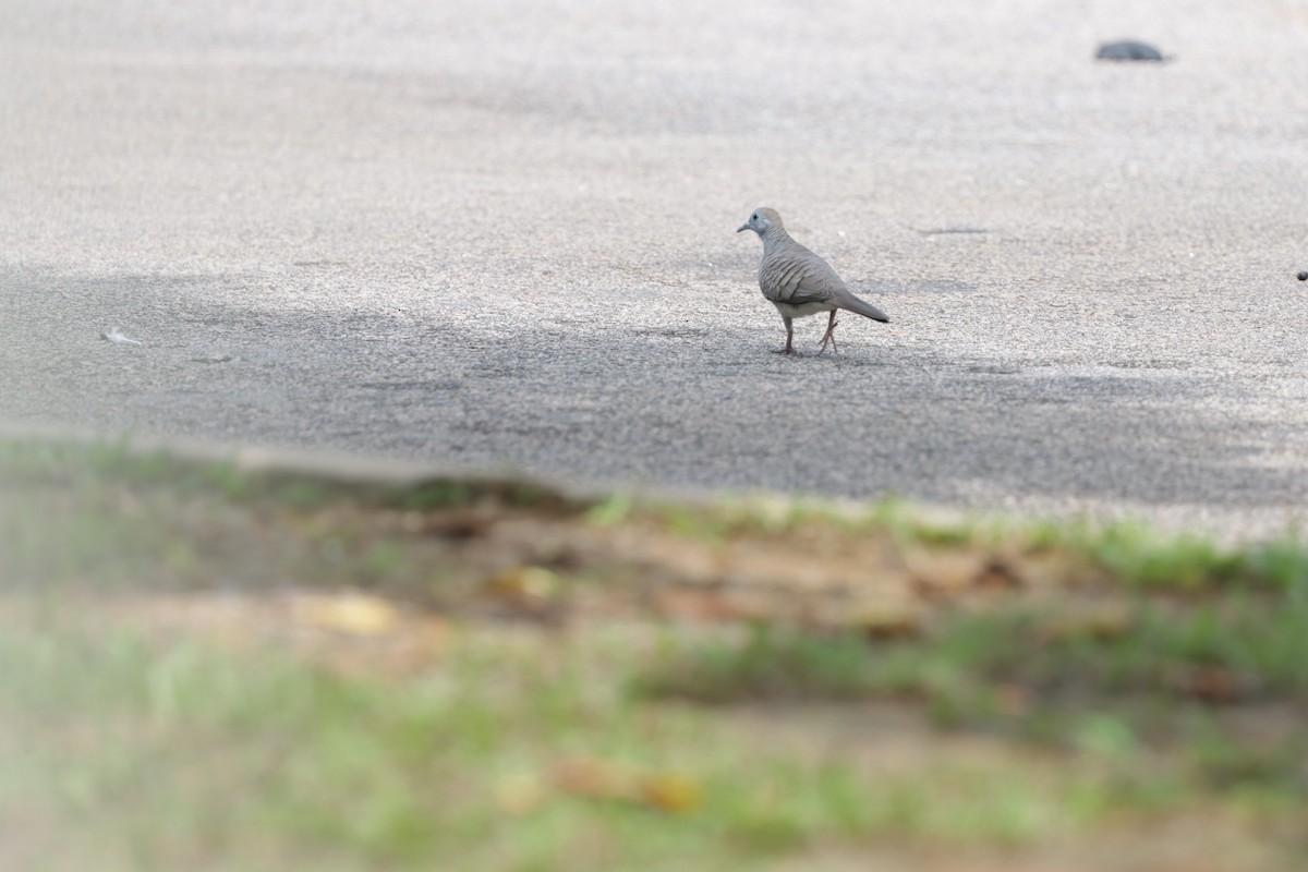 Zebra Dove - ML514765951