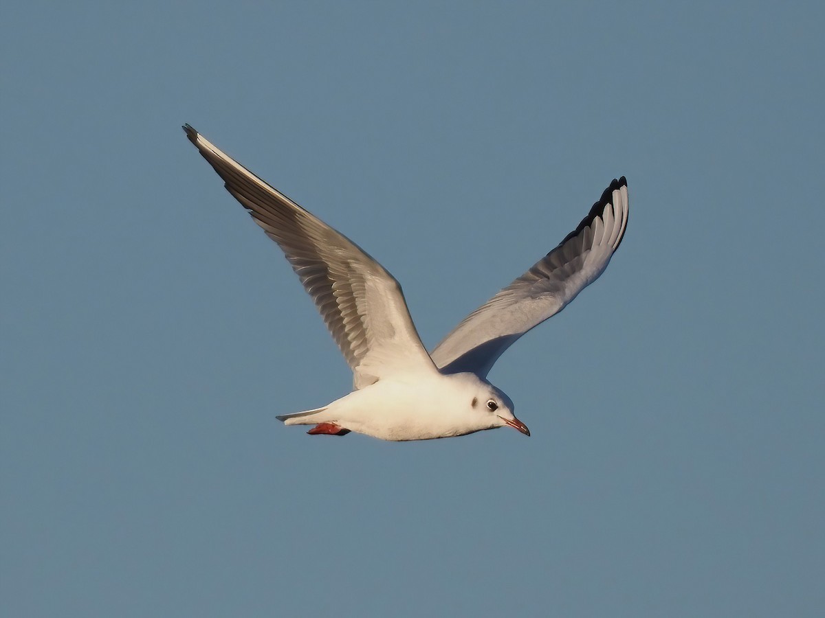 Mouette rieuse - ML514766061