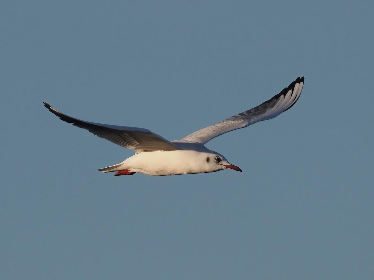 Black-headed Gull - Daniel Kaplan