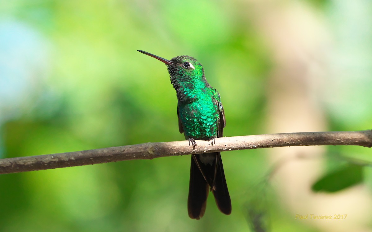 kolibřík kubánský - ML51476611