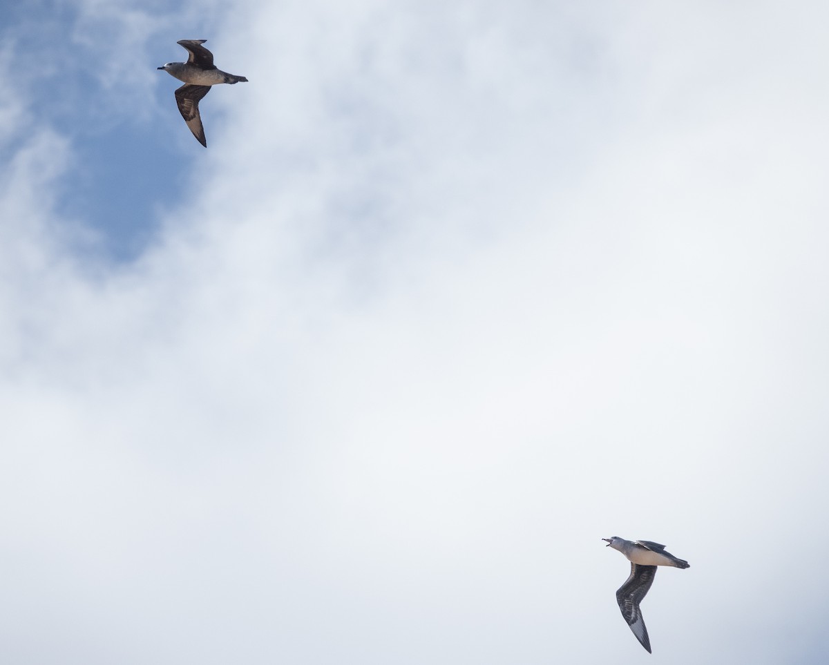 Kermadec Petrel - ML514767521