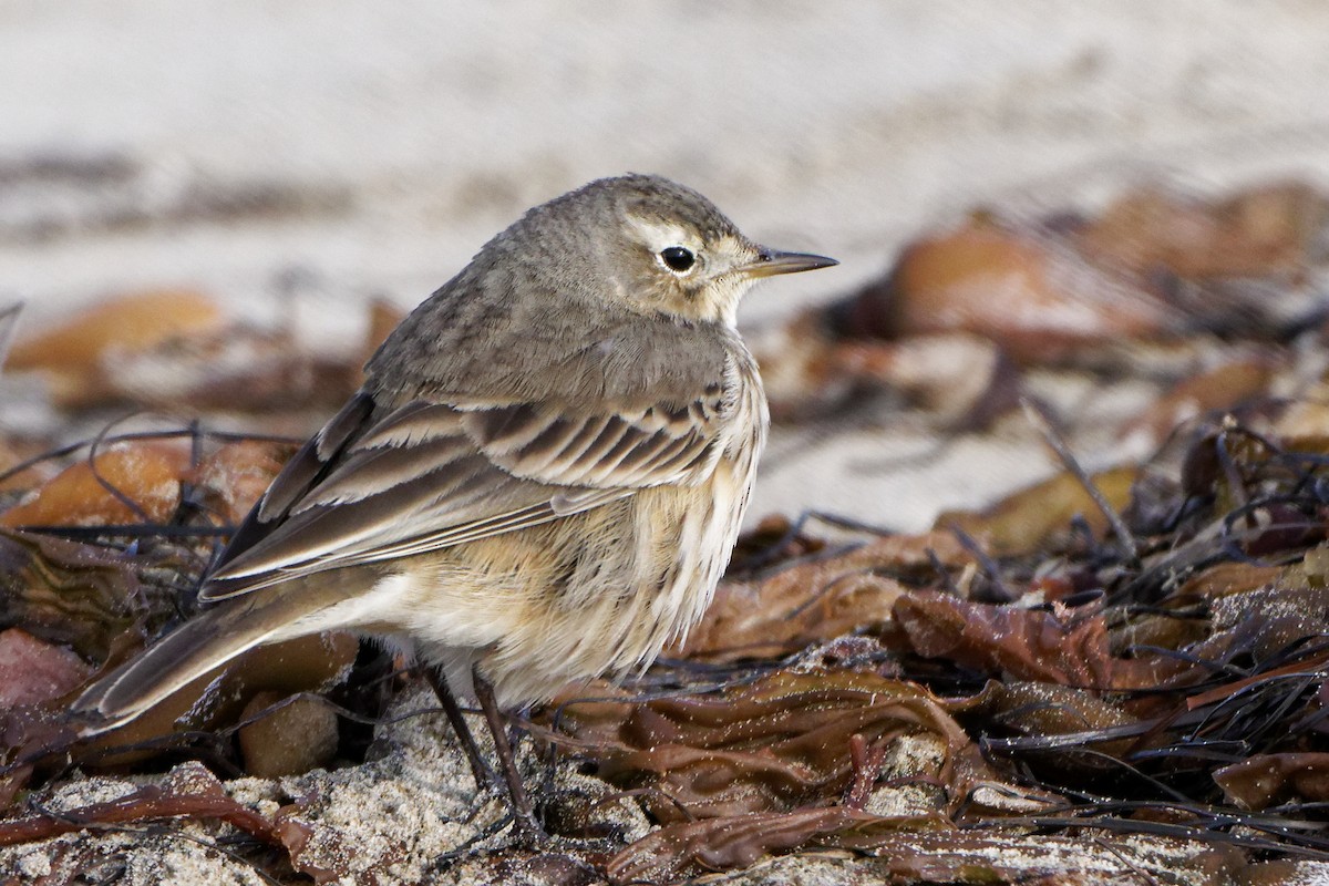 American Pipit - ML514767571