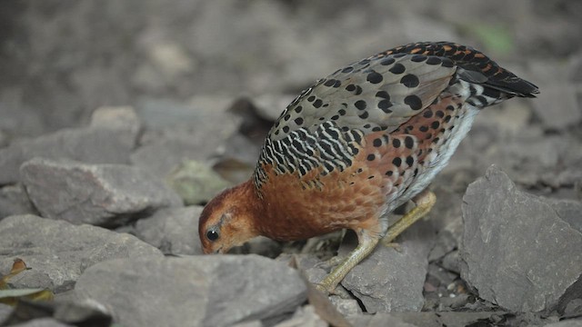 Ferruginous Partridge - ML514768661