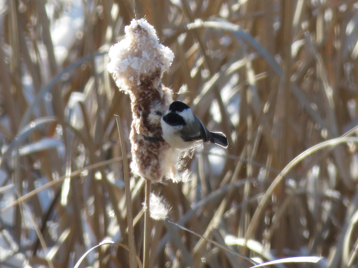 Black-capped Chickadee - ML514769231