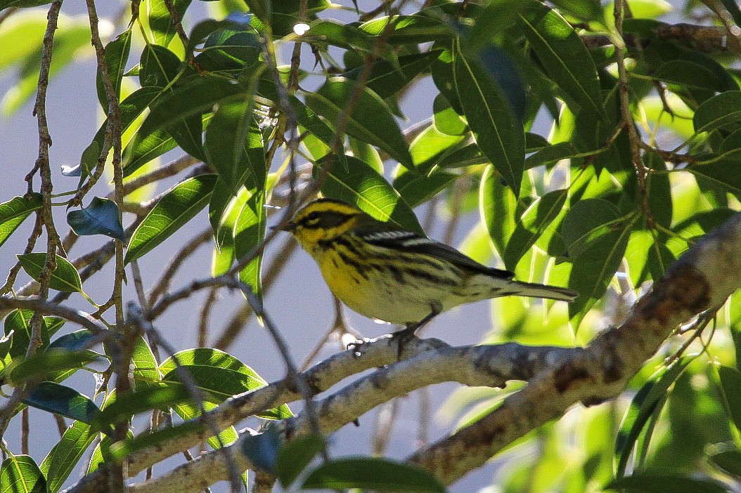 Townsend's Warbler - Sky Schipper