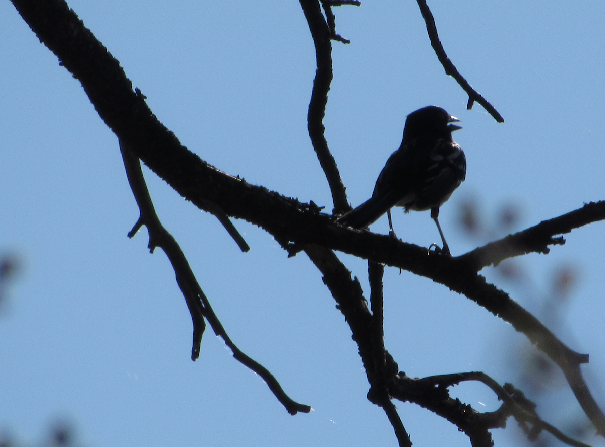 Spotted Towhee - Justin Leahy