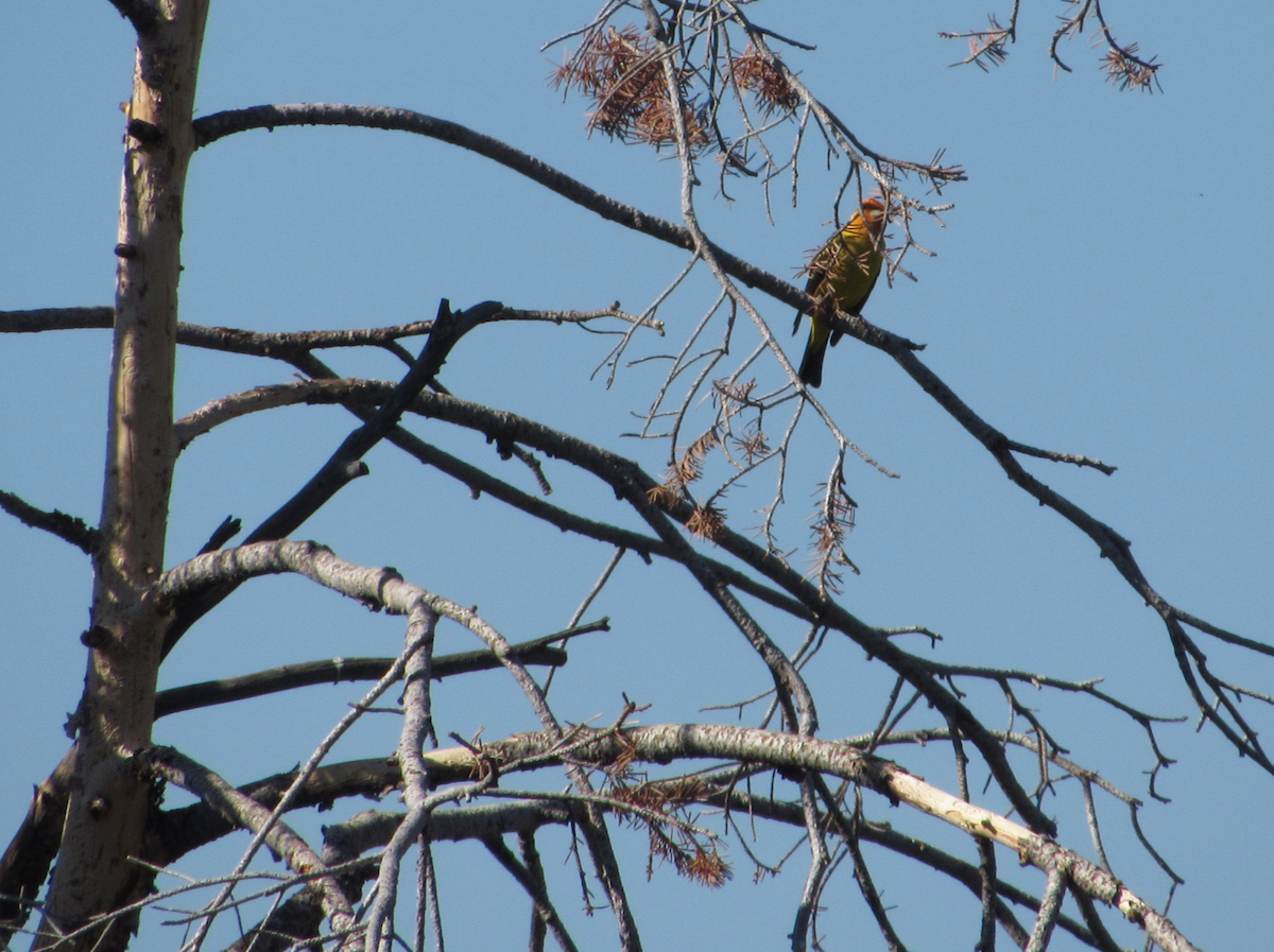 Western Tanager - ML514770031