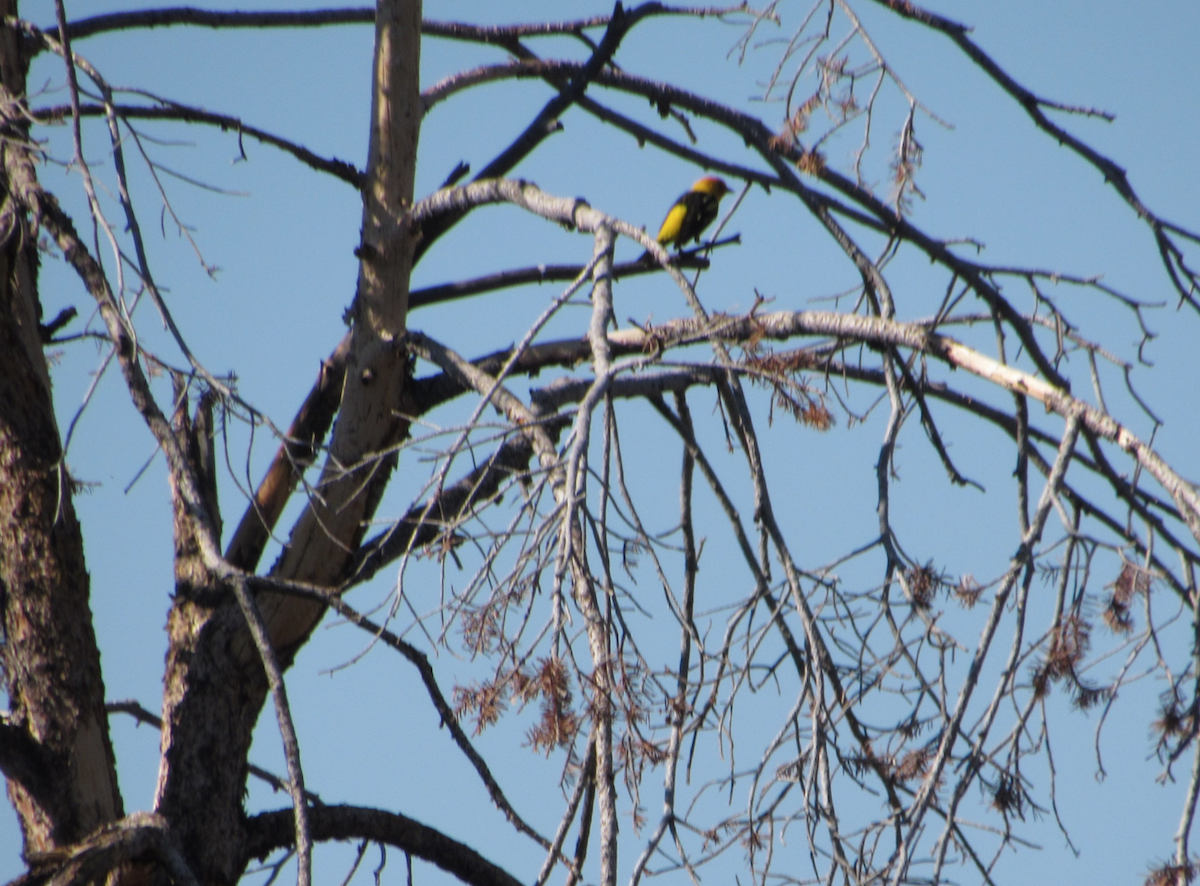 Western Tanager - ML514770041