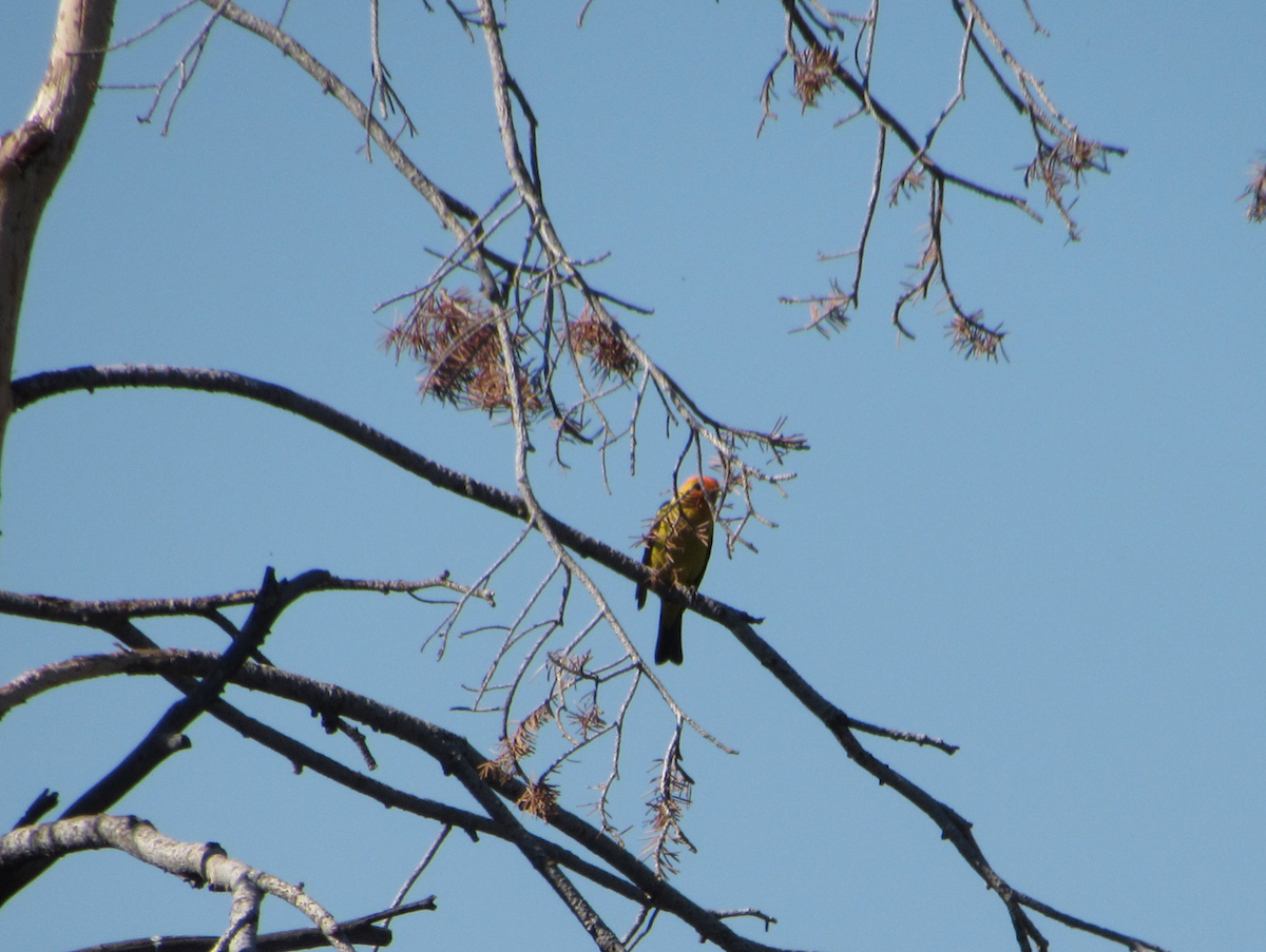 Western Tanager - ML514770051