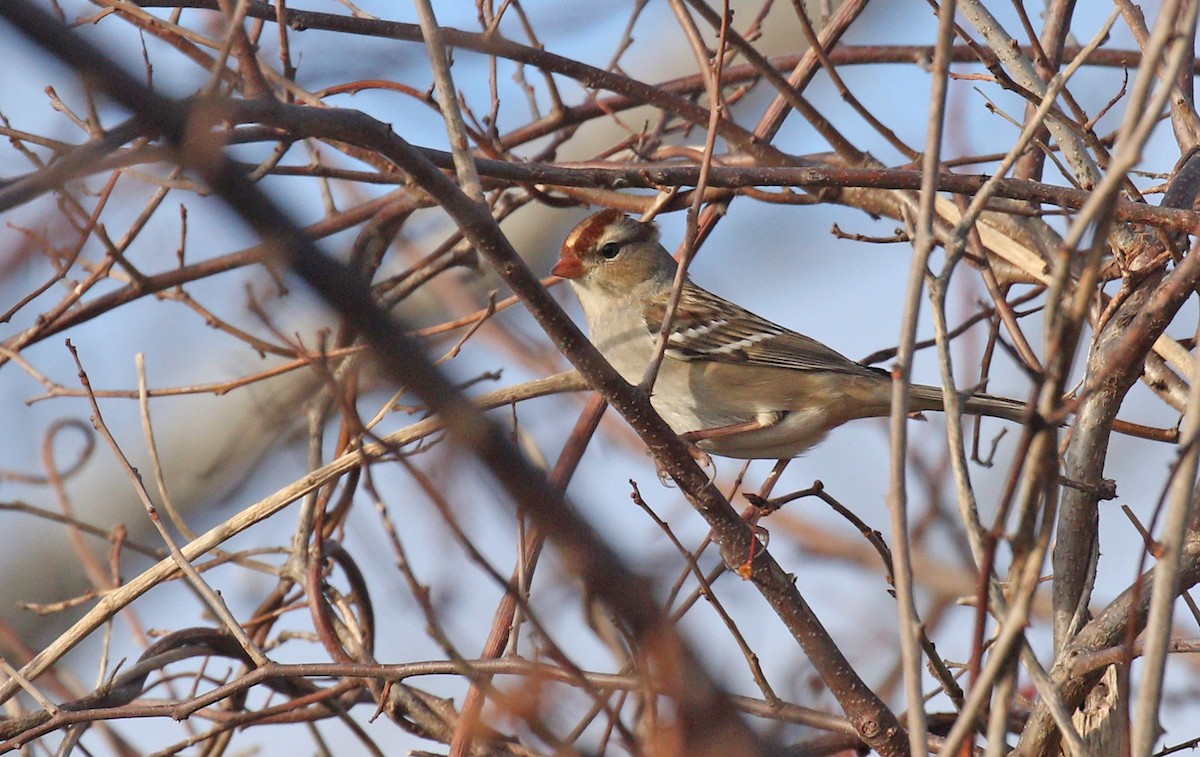 White-crowned Sparrow - Ryan Schain