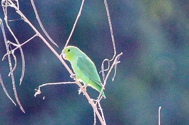 Blaubürzel-Sperlingspapagei - ML514771491