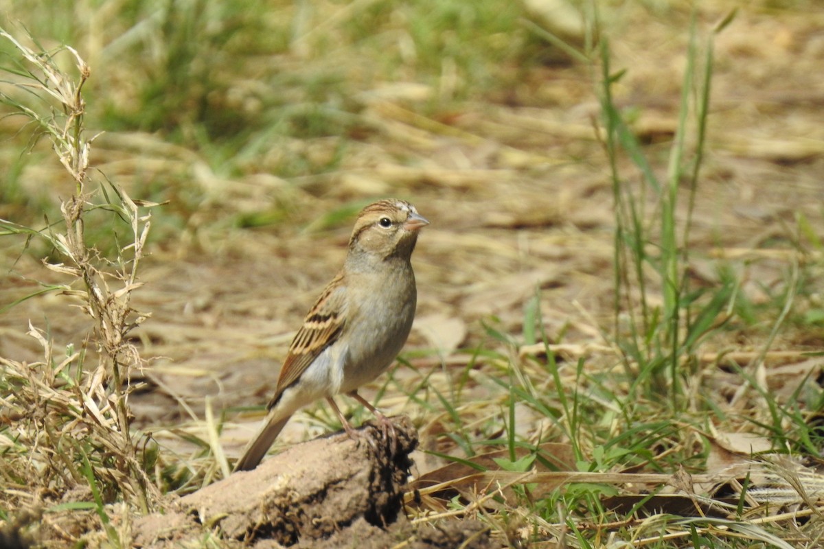 Chipping Sparrow - ML514771711