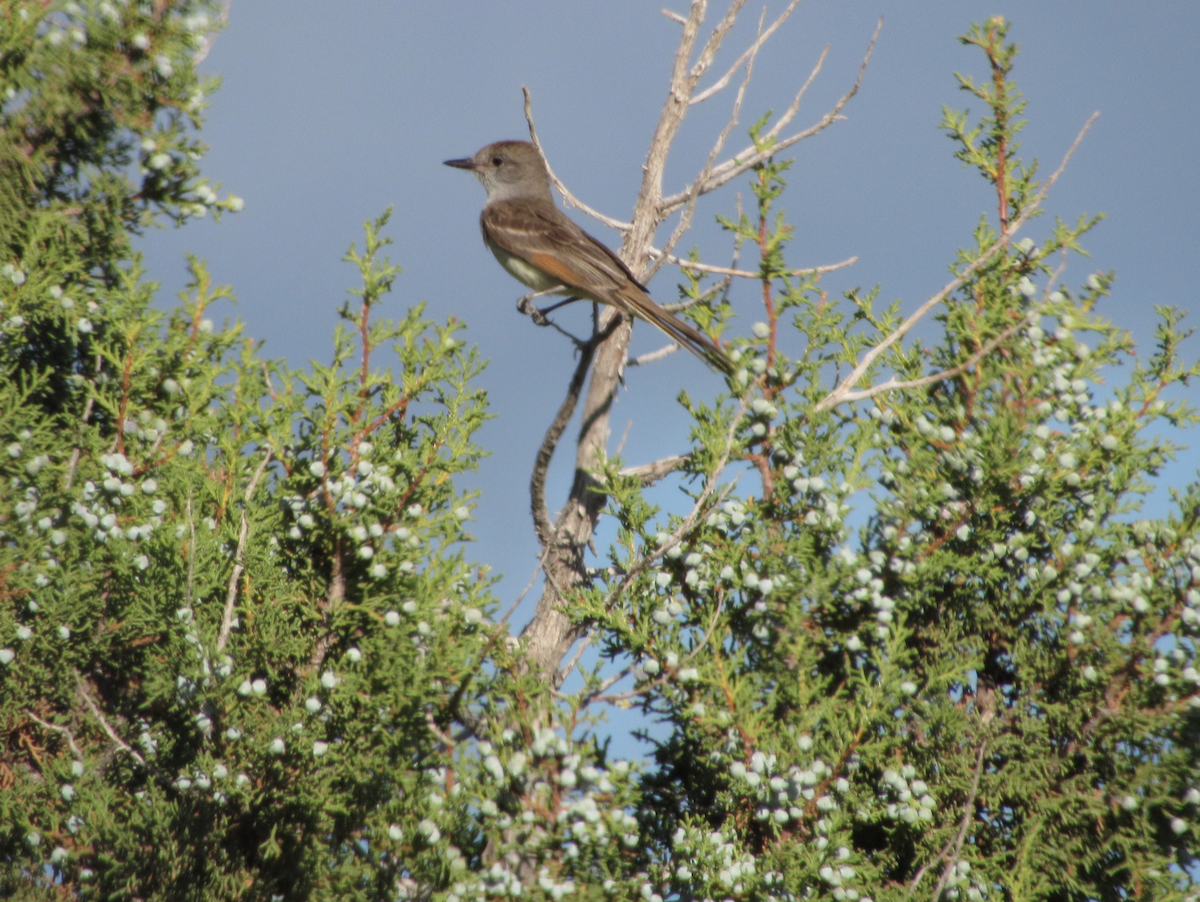 blektyrann - ML514772091