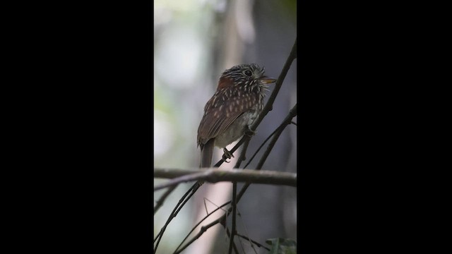 Semicollared Puffbird - ML514772551