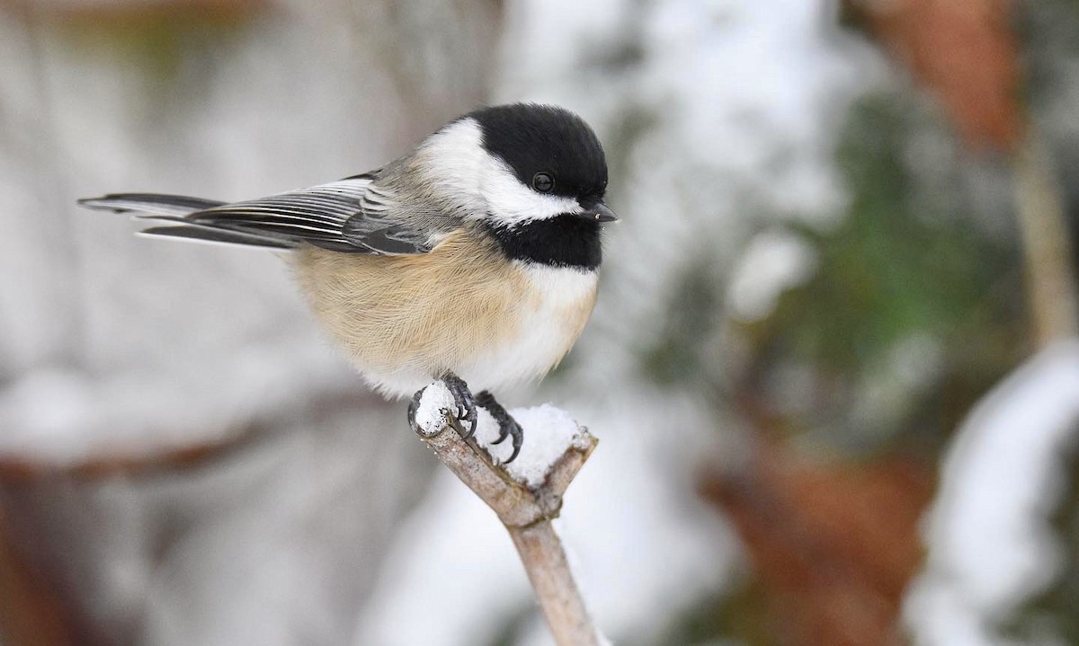 Black-capped Chickadee - Nick  Park