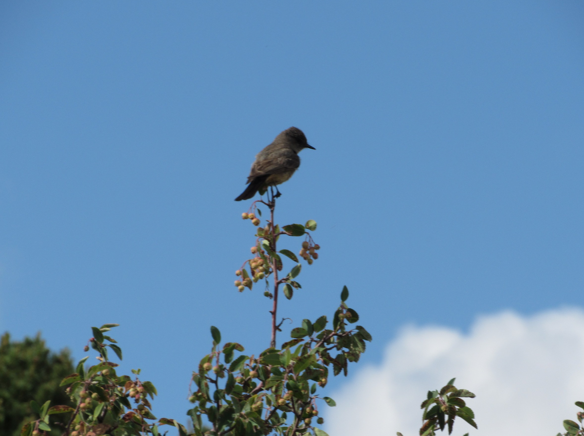 Say's Phoebe - ML514773821
