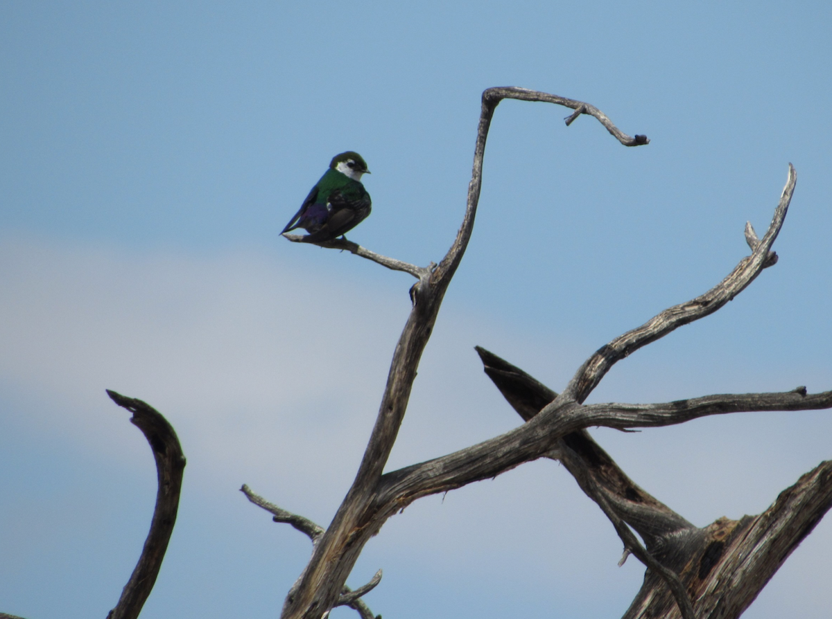 Violet-green Swallow - ML514773941