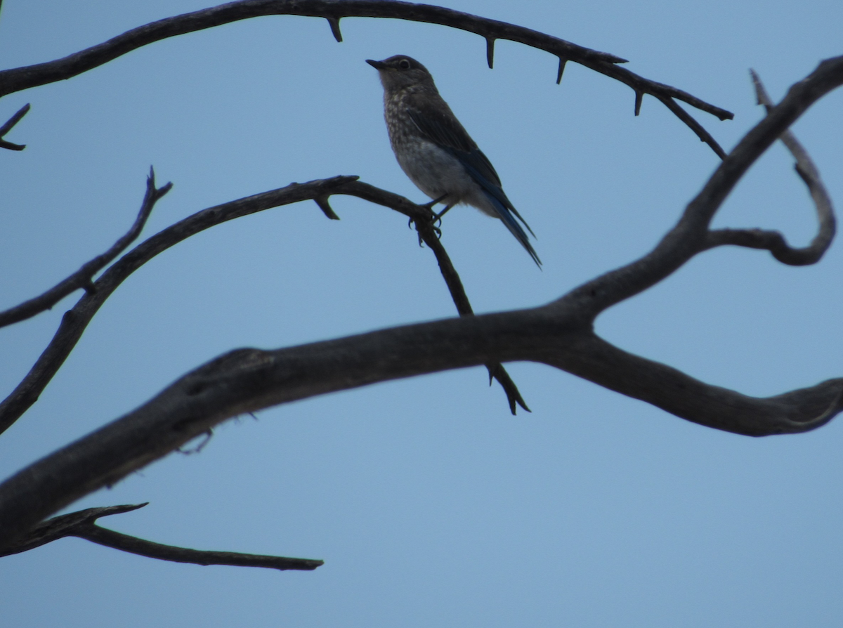 Mountain Bluebird - ML514774001