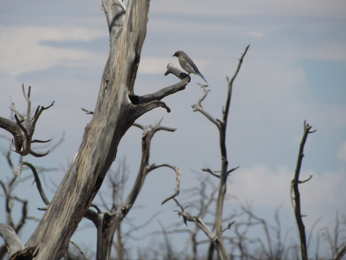Mountain Bluebird - ML514774011