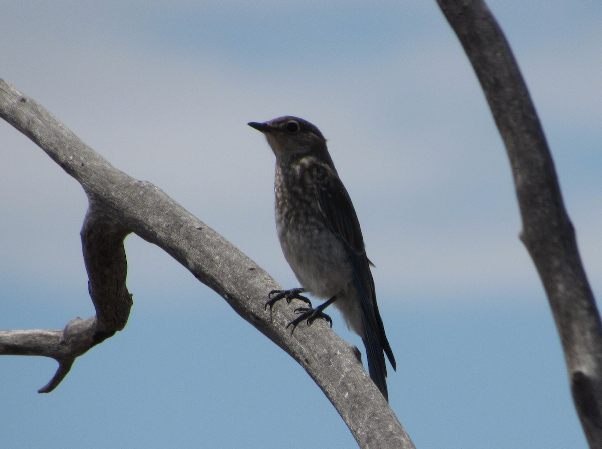 Mountain Bluebird - ML514774021