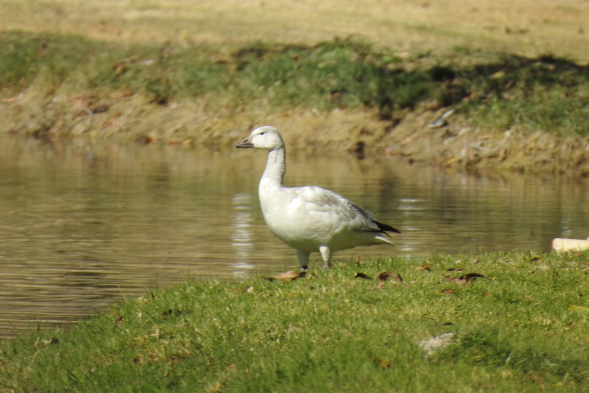 Snow Goose - ML514775681