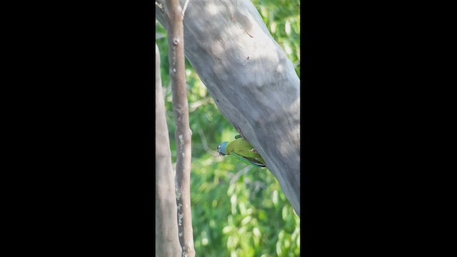 Blue-headed Macaw - ML514775901