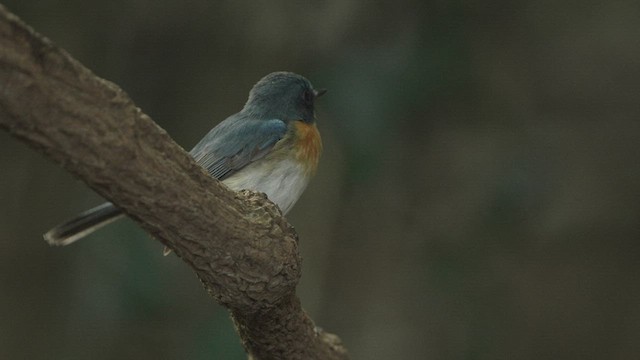 Indochinese Blue Flycatcher - ML514776531