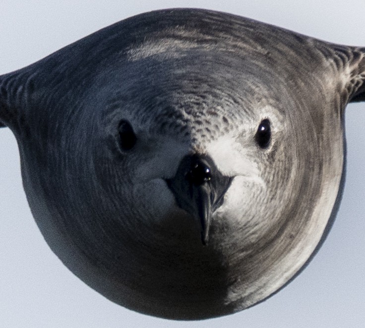 Kermadec Petrel - ML514777751