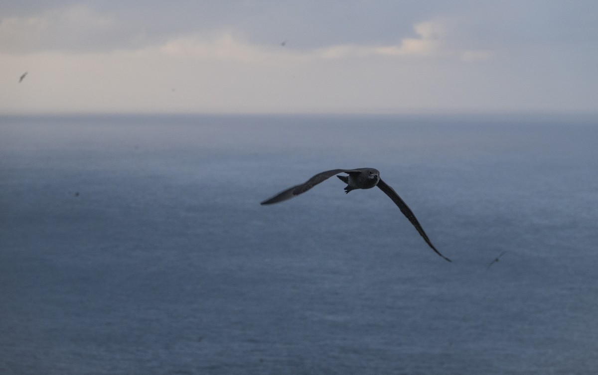 Kermadec Petrel - Simon Gorta