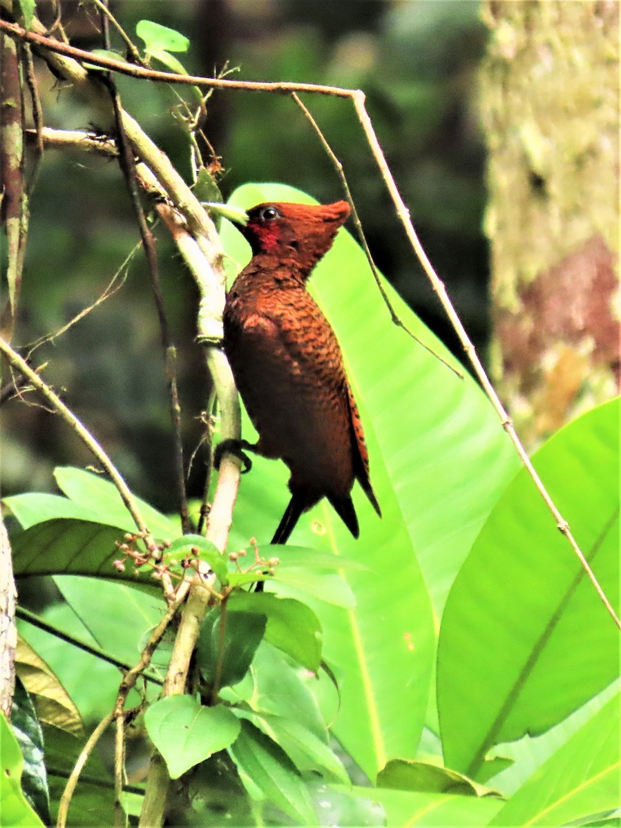 Waved Woodpecker (Scale-breasted) - ML514778221