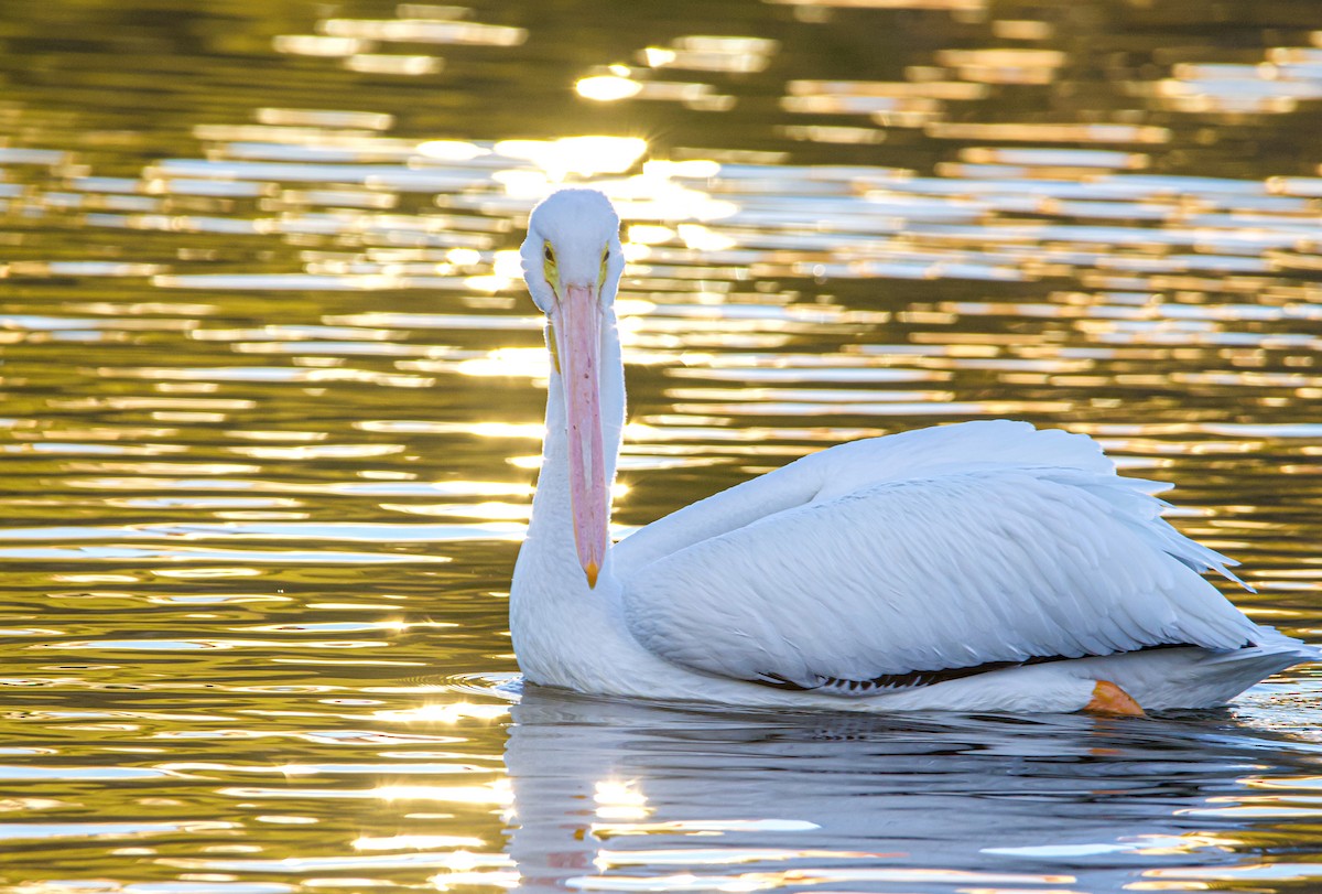 American White Pelican - ML514778311