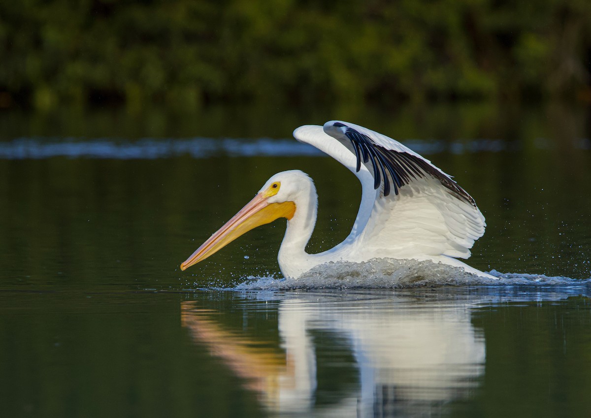 American White Pelican - ML514778331