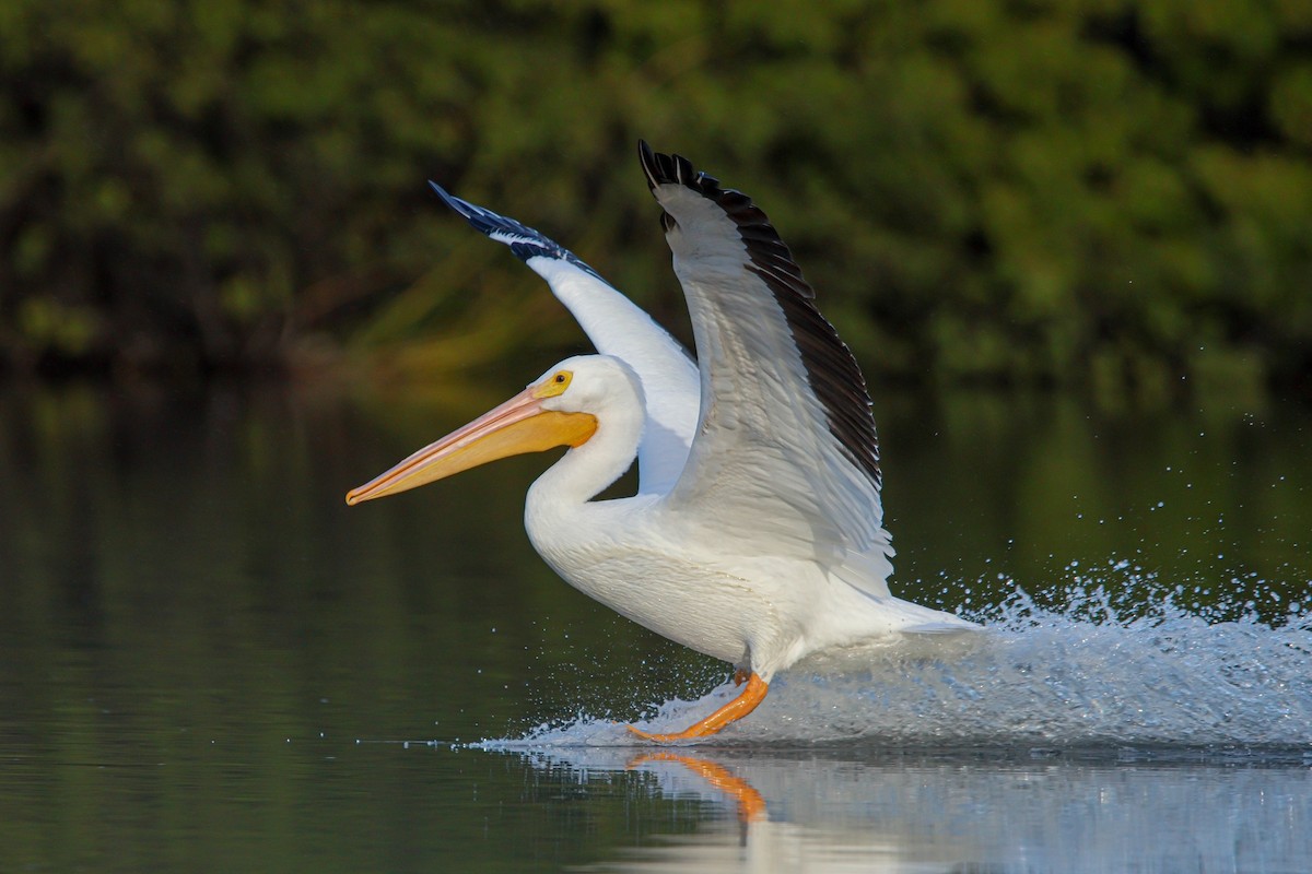 American White Pelican - ML514778351