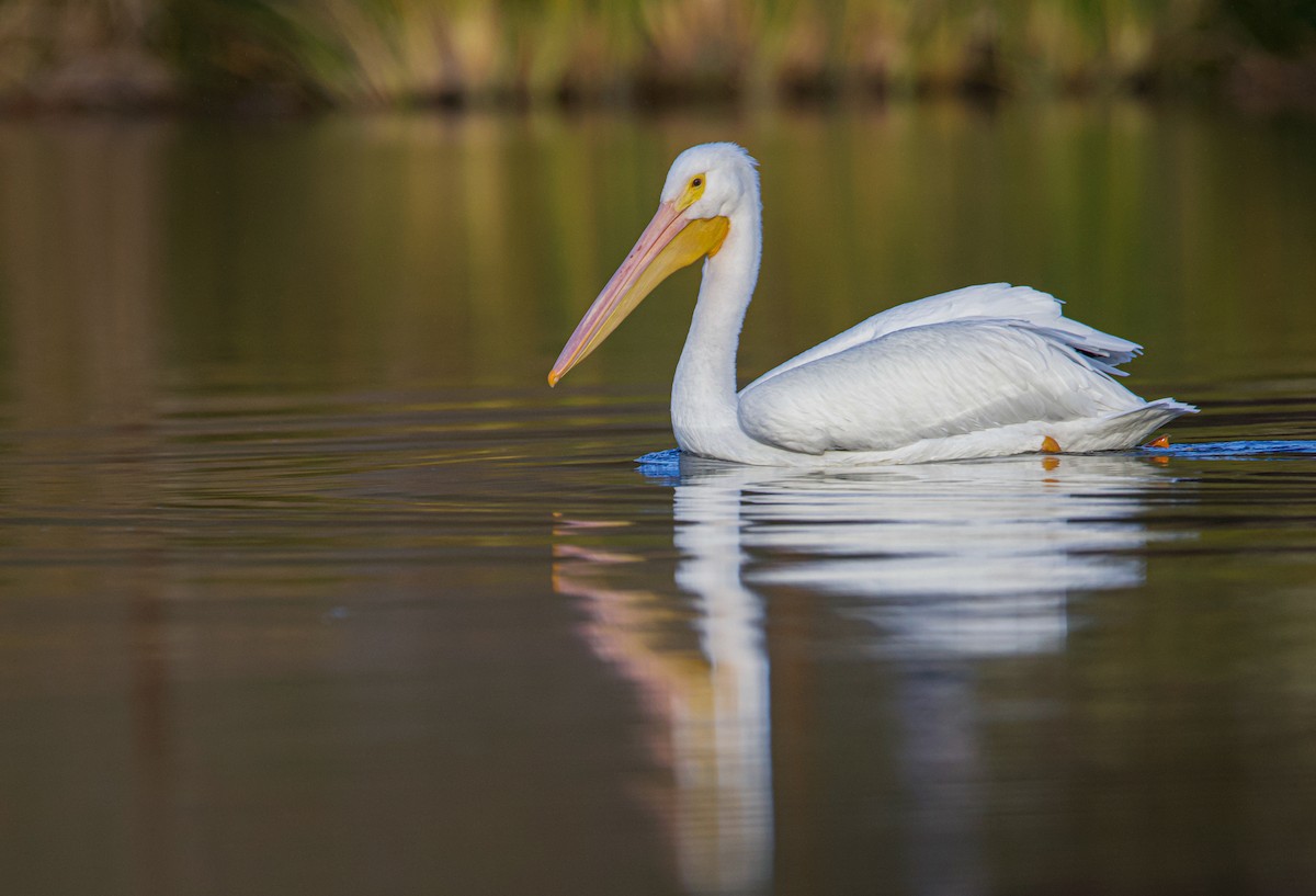 American White Pelican - ML514778361