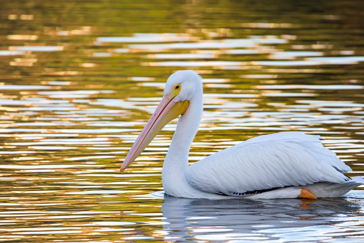 American White Pelican - ML514778371