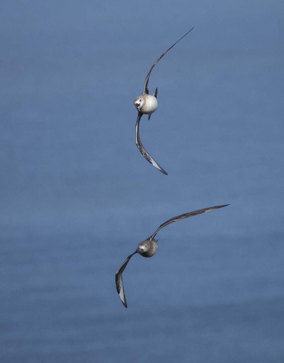 Kermadec Petrel - ML514778381