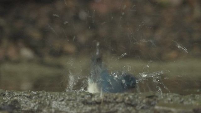 Indochinese Blue Flycatcher - ML514778751