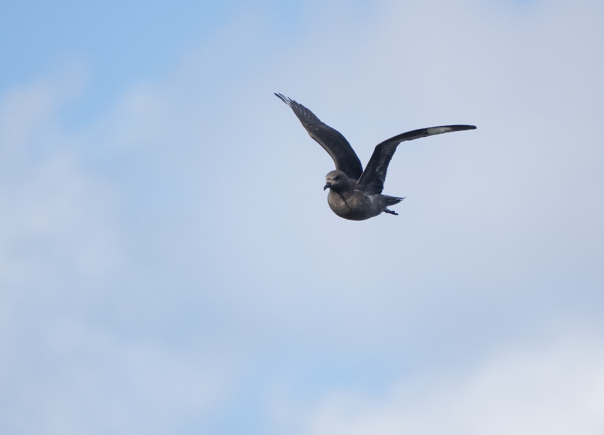 Kermadec Petrel - ML514779131