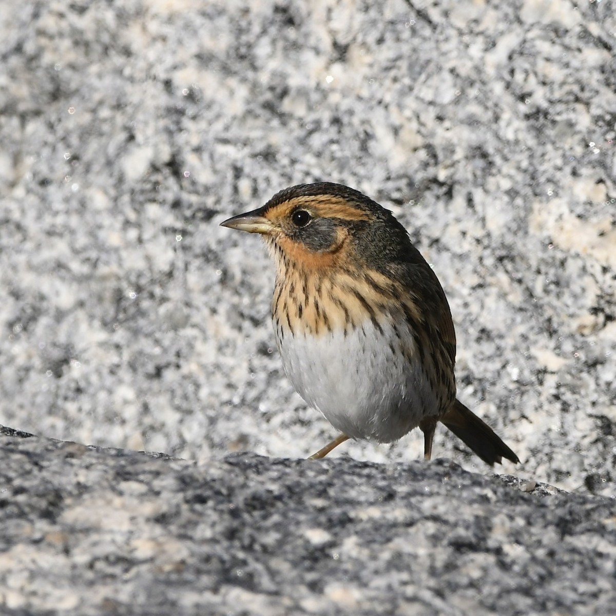 Nelson's Sparrow - Paul Nielson