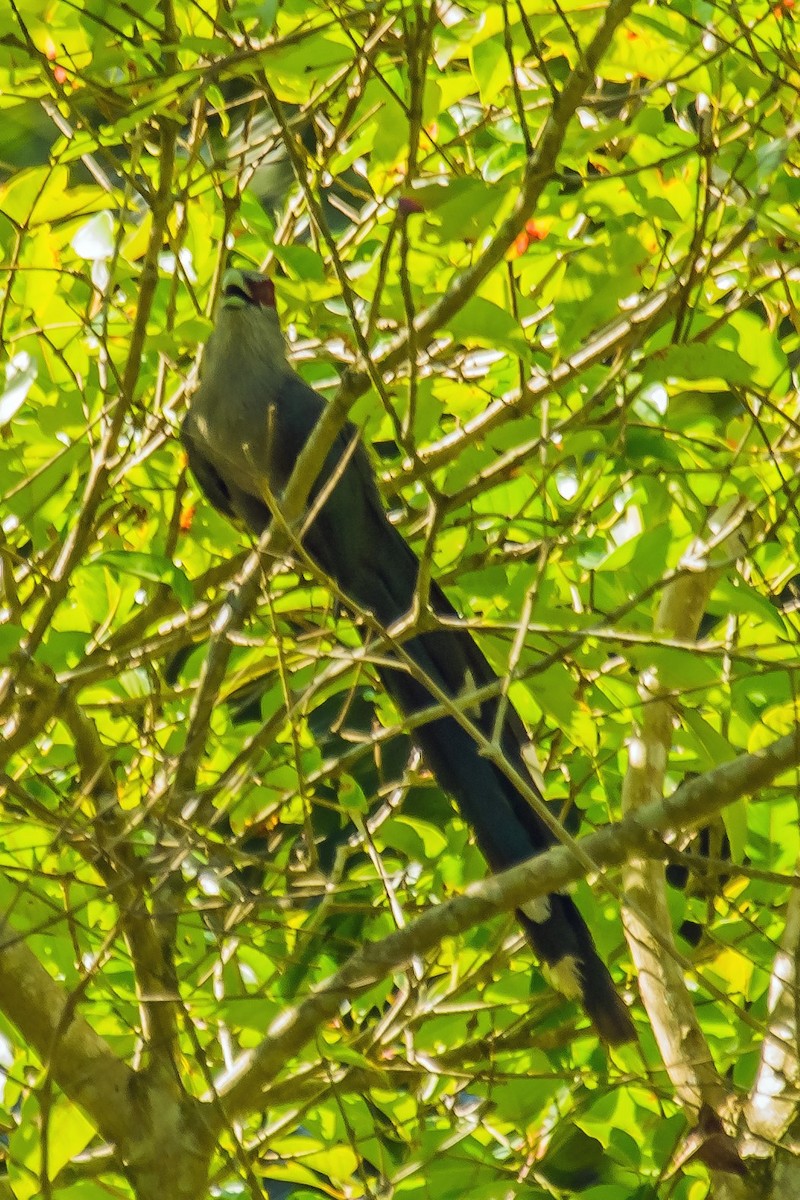 Green-billed Malkoha - ML514780761