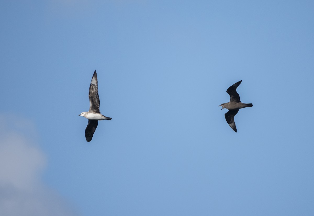 Kermadec Petrel - ML514780801