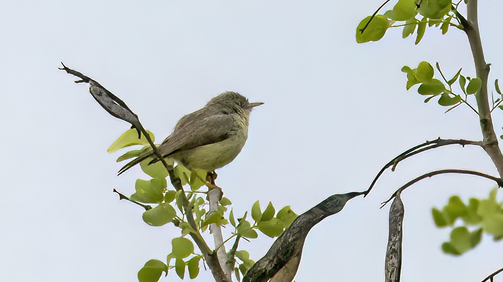 Icterine Warbler - Sandra Wright