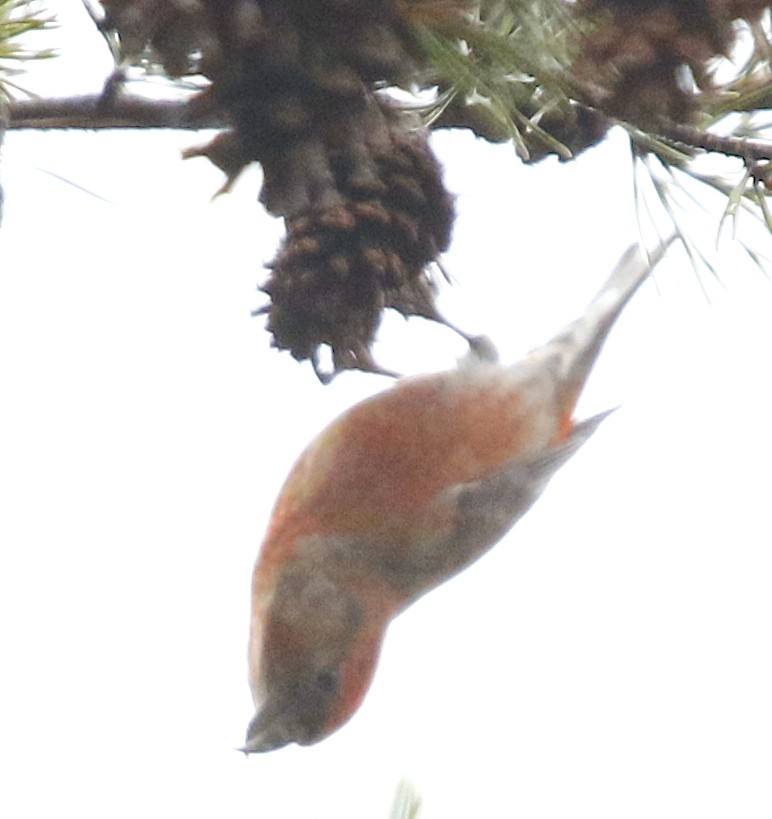 Red Crossbill (Ponderosa Pine or type 2) - ML514781431