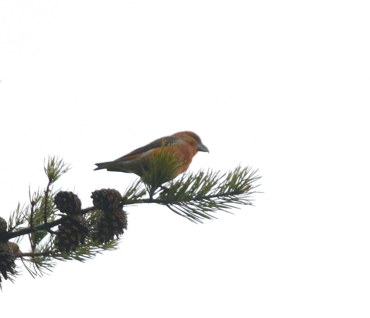 Red Crossbill (Ponderosa Pine or type 2) - ML514781441